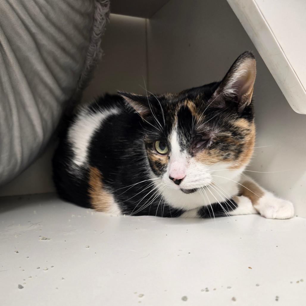 Enlarge Kay, a Adoptable Domestic Short Hair in Jasper, IN image 4/4