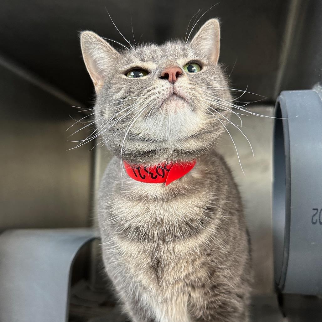 Cupcake, Adoptable, Adult Female Domestic Short Hair.