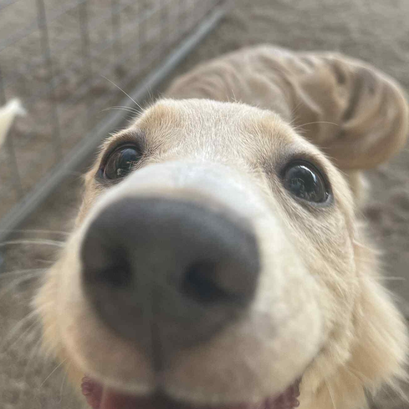 Enlarge Sissy, a Adopted mixed breed in Hesperia, CA image 3/5