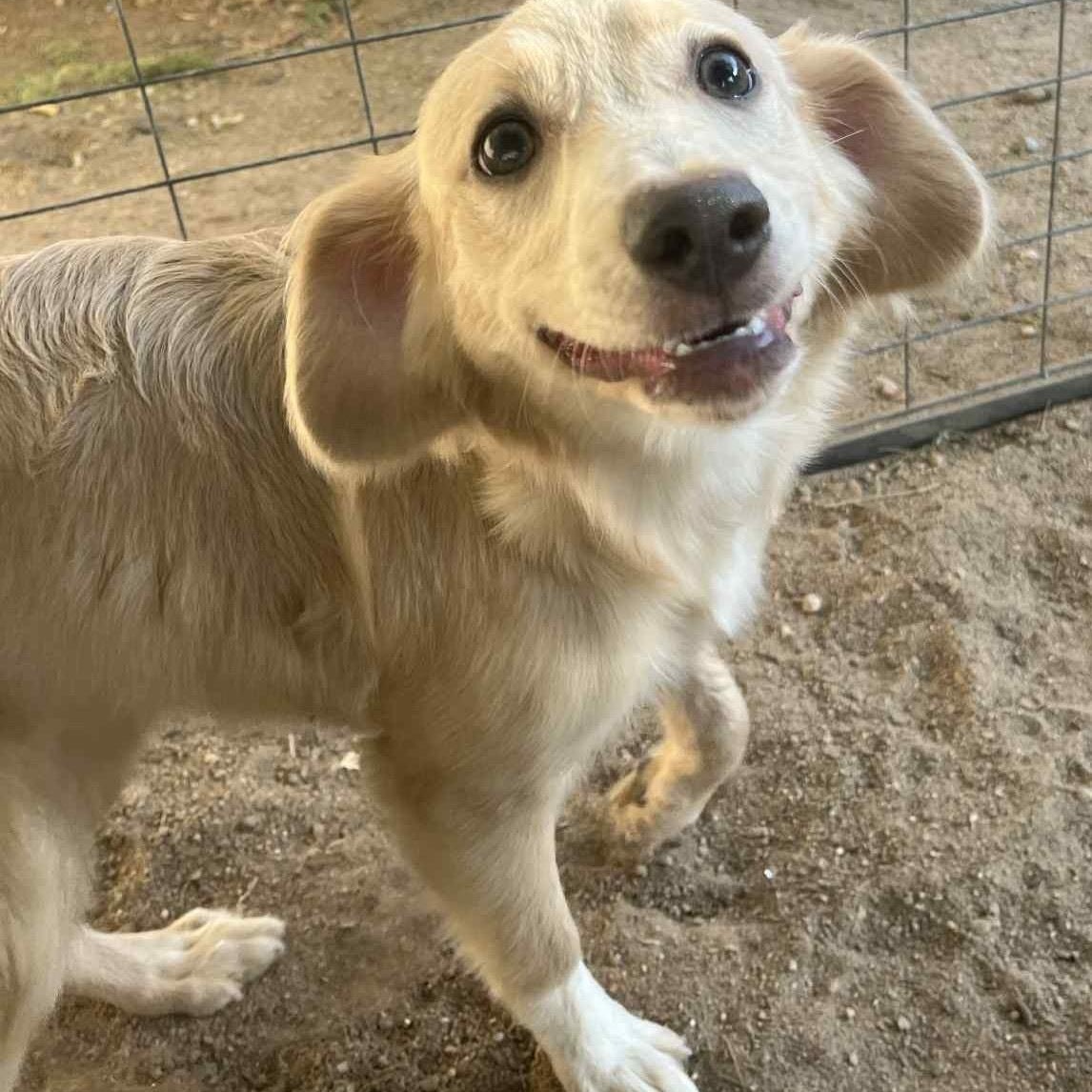 Sissy, Adopted, Puppy Female Cocker Spaniel & Border Collie.