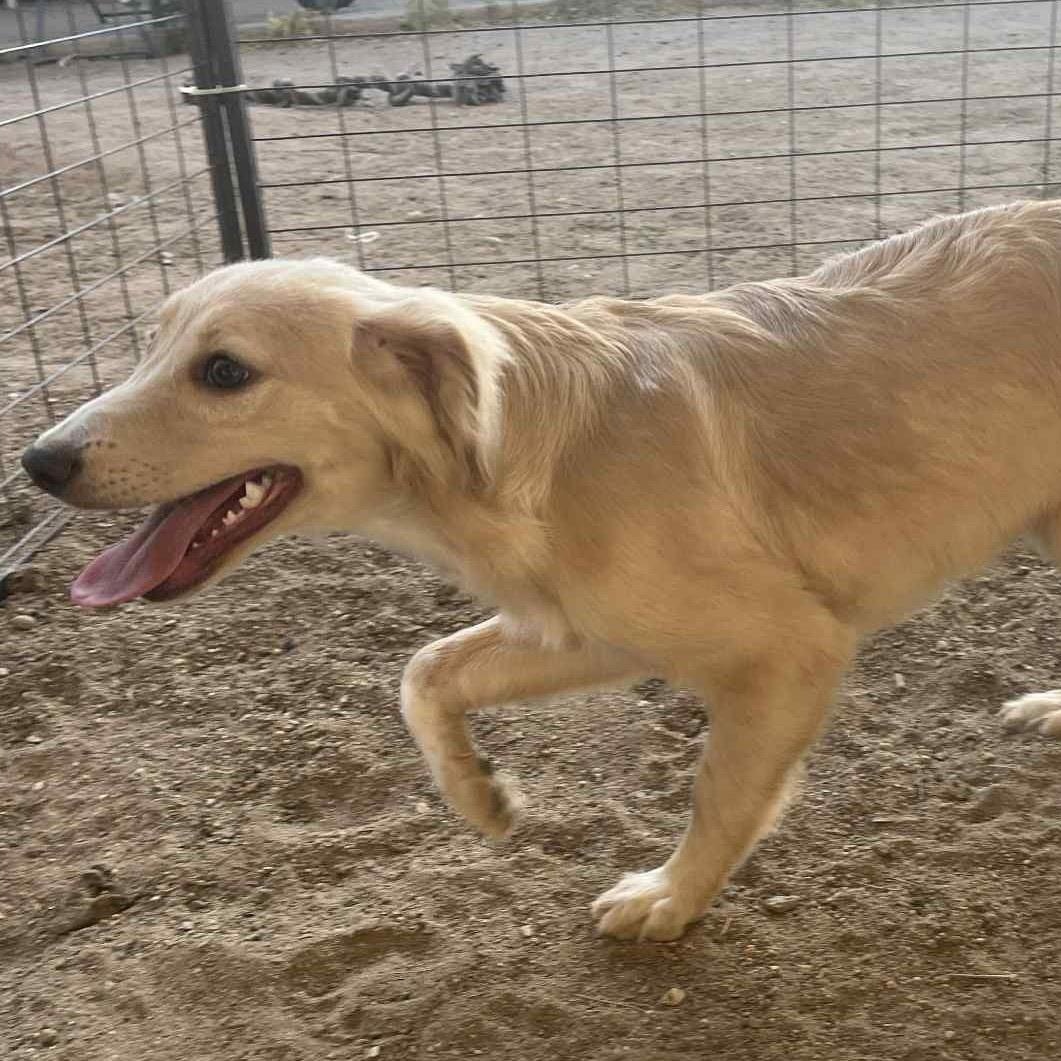 Enlarge Sissy, a Adopted mixed breed in Hesperia, CA image 5/5