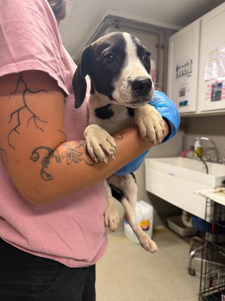Enlarge Peely, a Adoptable mixed breed in Hopkinsville, KY image 1/2