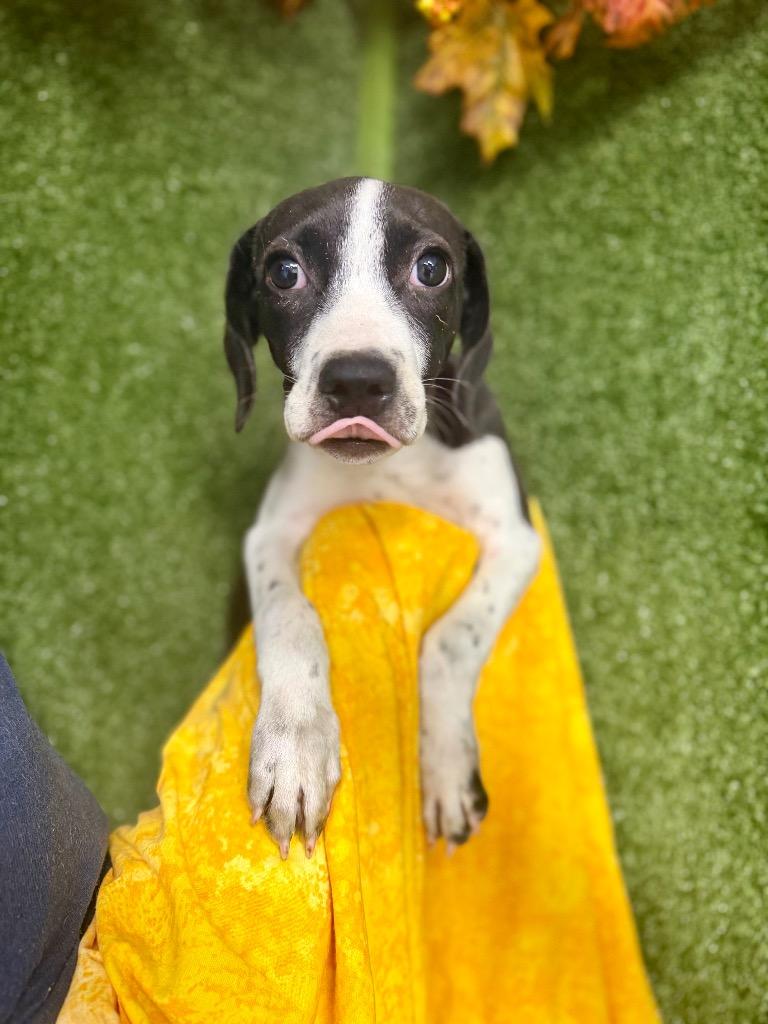 Enlarge Peely, a Adoptable mixed breed in Hopkinsville, KY image 2/2