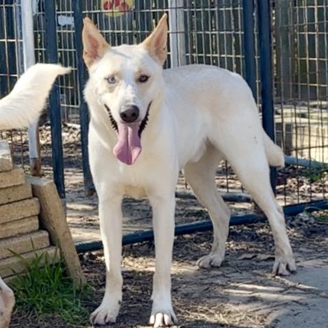 Bobby, a Adoptable mixed breed in Livingston, TX image 1/6
