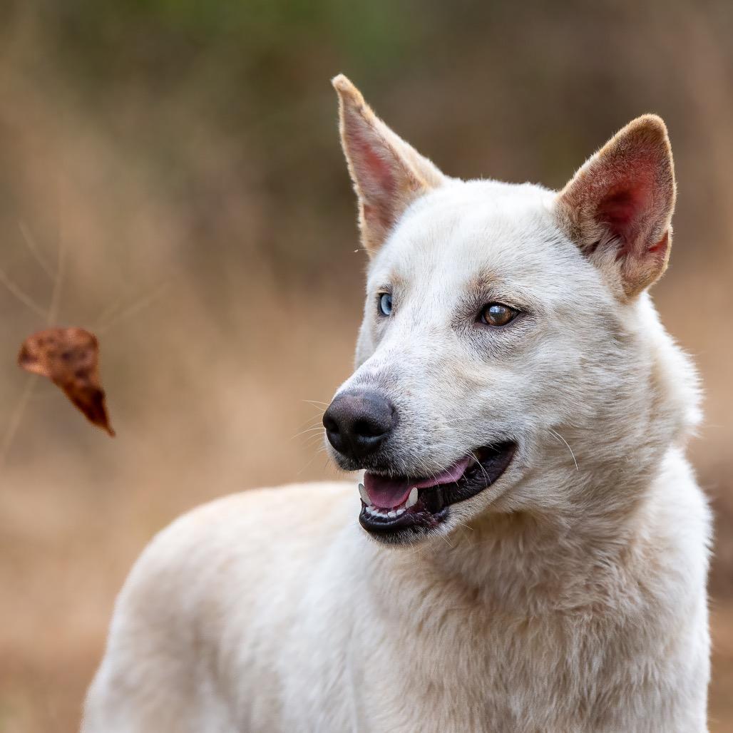Bobby, a Adoptable mixed breed in Livingston, TX image 2/6