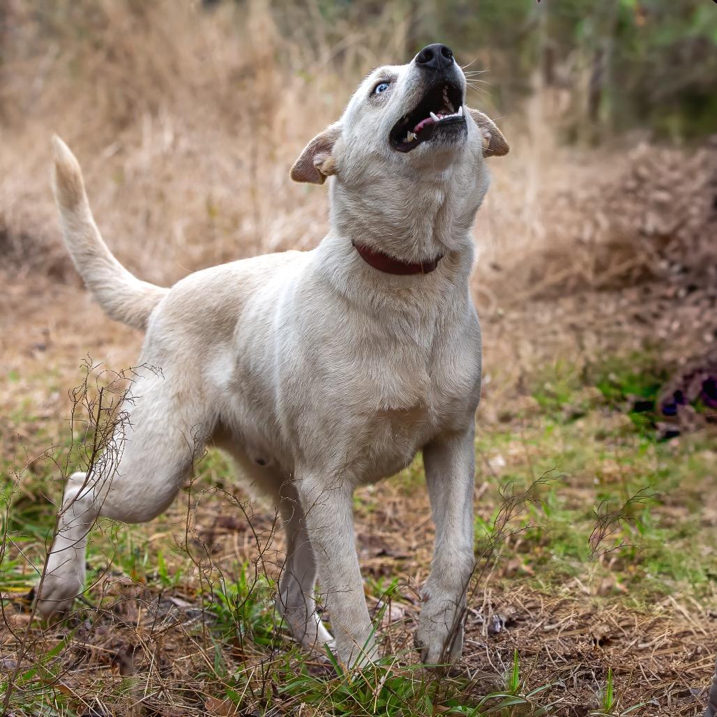 Bobby, a Adoptable mixed breed in Livingston, TX image 3/6