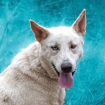 Bobby, a Adoptable mixed breed in Livingston, TX image 4/6