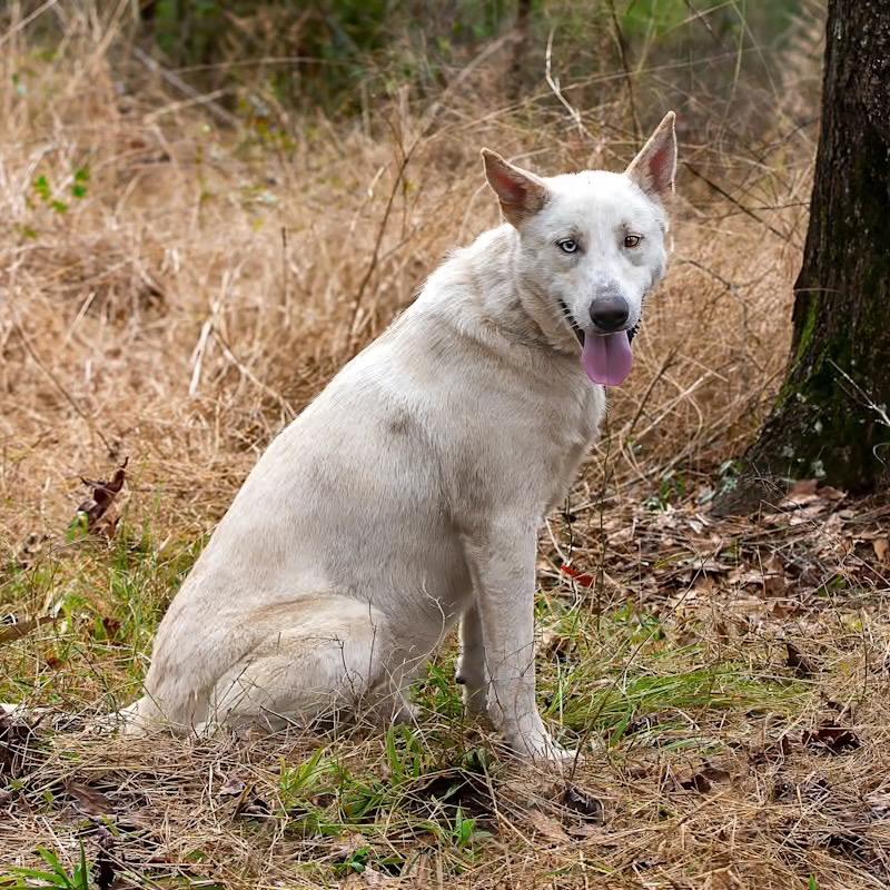 Bobby, a Adoptable mixed breed in Livingston, TX image 5/6