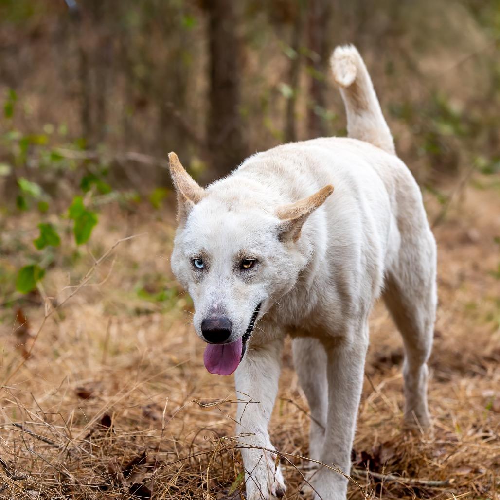Bobby, a Adoptable mixed breed in Livingston, TX image 6/6