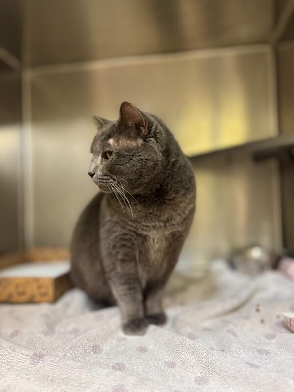 Skittle, Adoptable, Adult Male Domestic Short Hair.