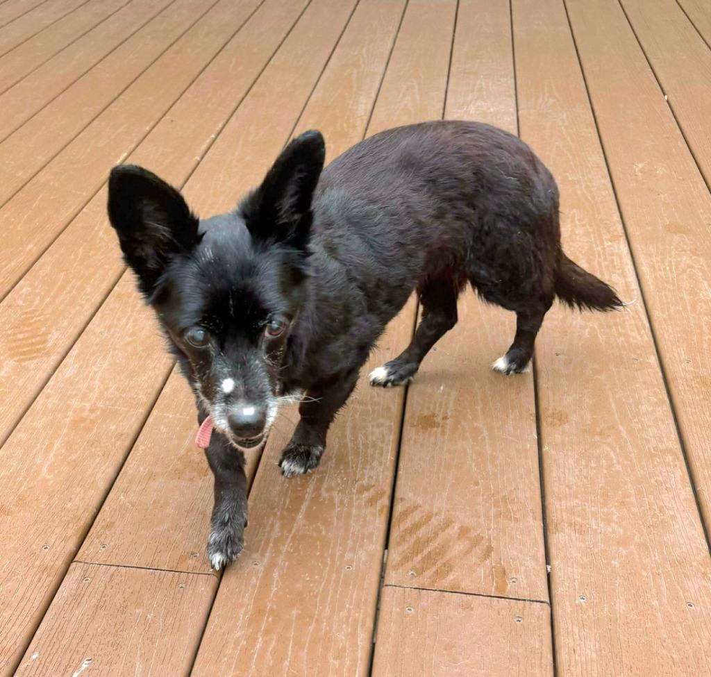 Tessie — thumbnail 2