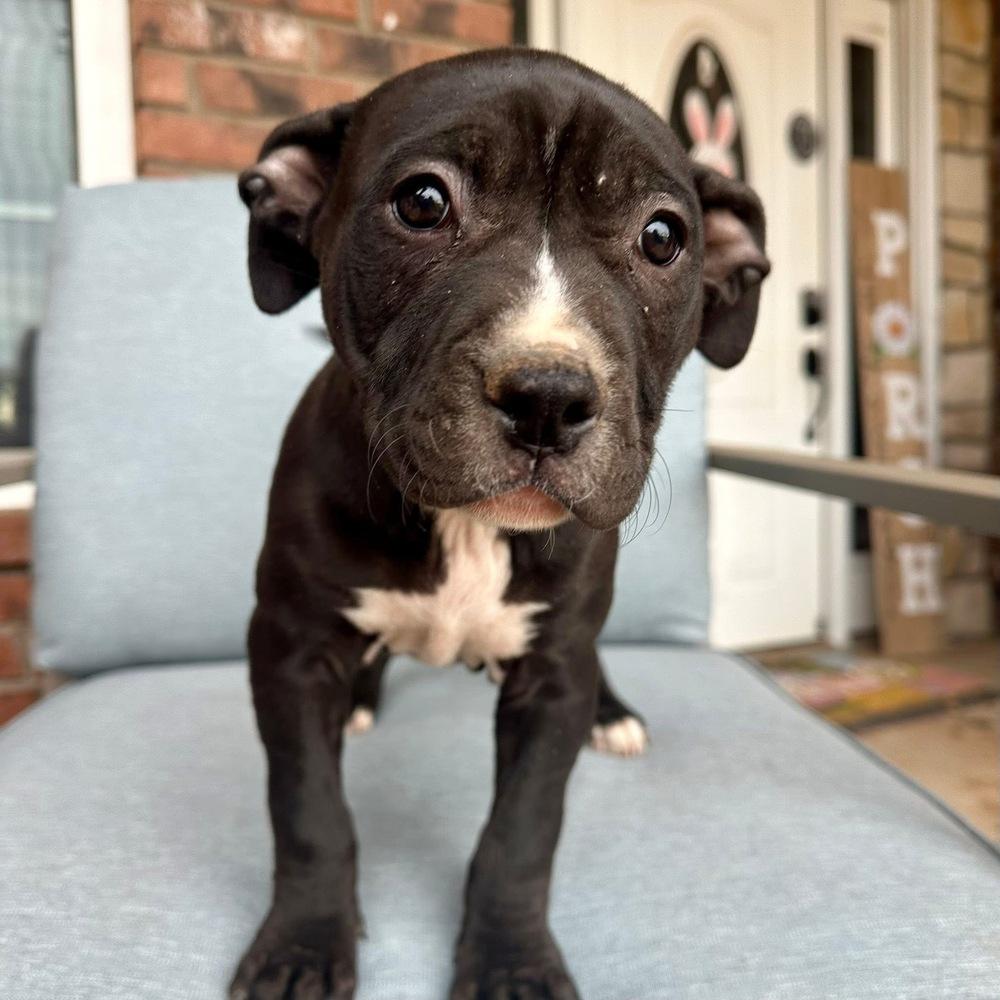 Lottie, a Adoptable American Bully in Clovis, NM image 1/5