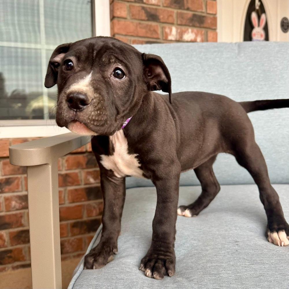 Lottie, a Adoptable American Bully in Clovis, NM image 2/5