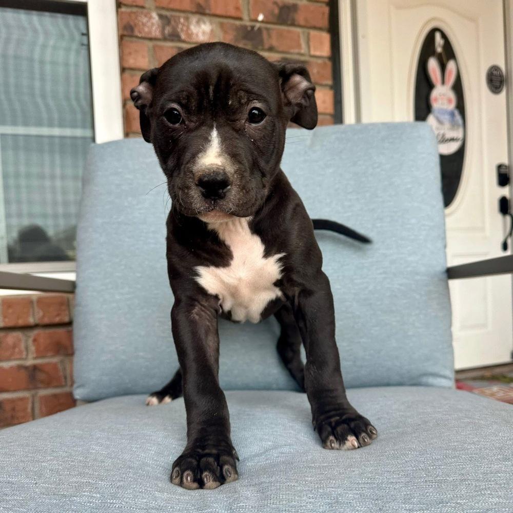 Lottie, a Adoptable American Bully in Clovis, NM image 3/5