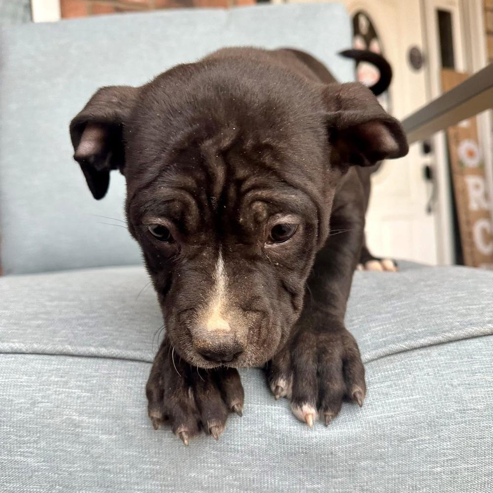 Lottie, a Adoptable American Bully in Clovis, NM image 4/5