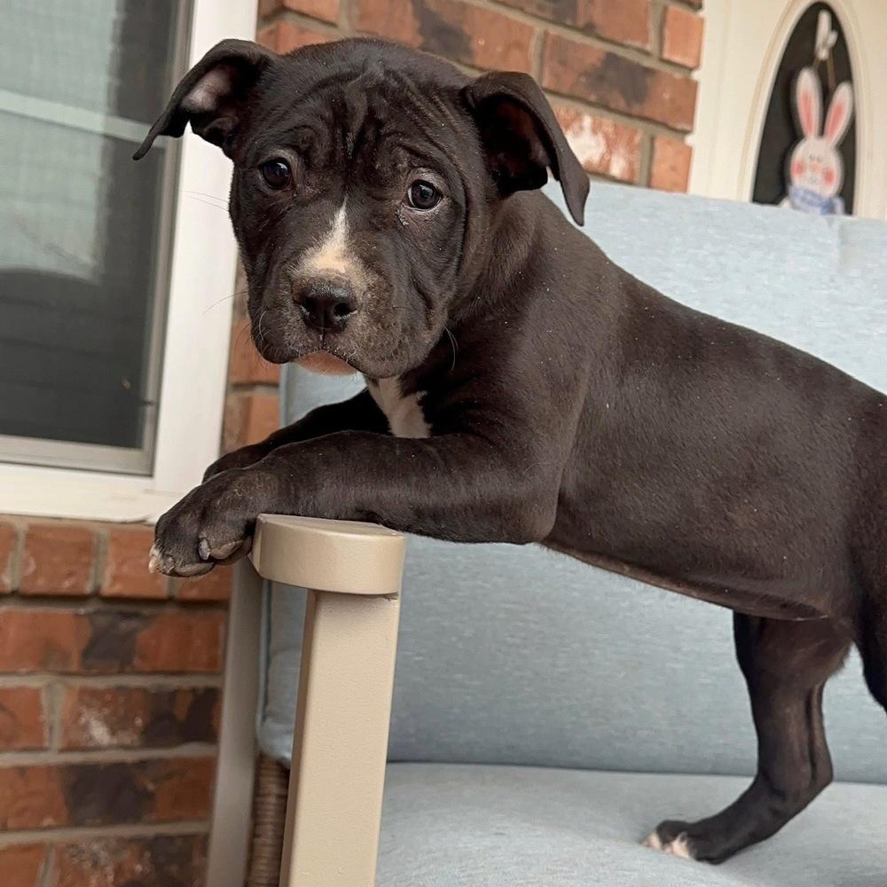 Lottie, a Adoptable American Bully in Clovis, NM image 5/5