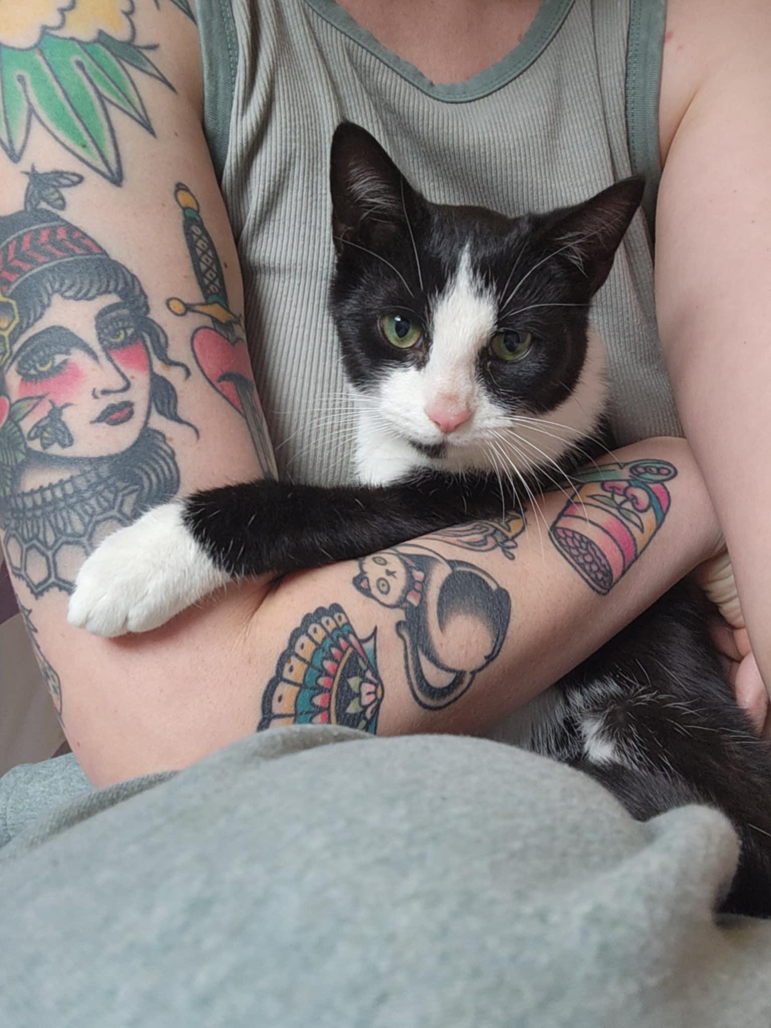 Enlarge Bella, an adoption pending Domestic Short Hair in Glen Burnie, MD image 2/3