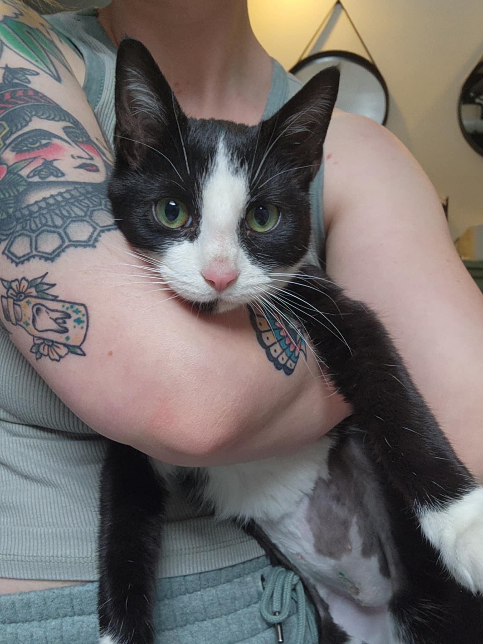 Enlarge Bella, an adoption pending Domestic Short Hair in Glen Burnie, MD image 3/3