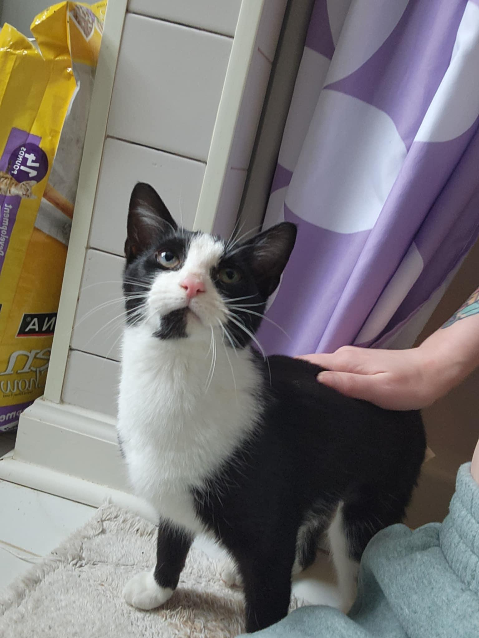 Bella, ADOPTABLE, Young Female Domestic Short Hair.