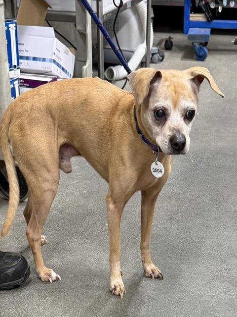 PEREZ, Adoptable, Adult Male Chihuahua & Mixed Breed.