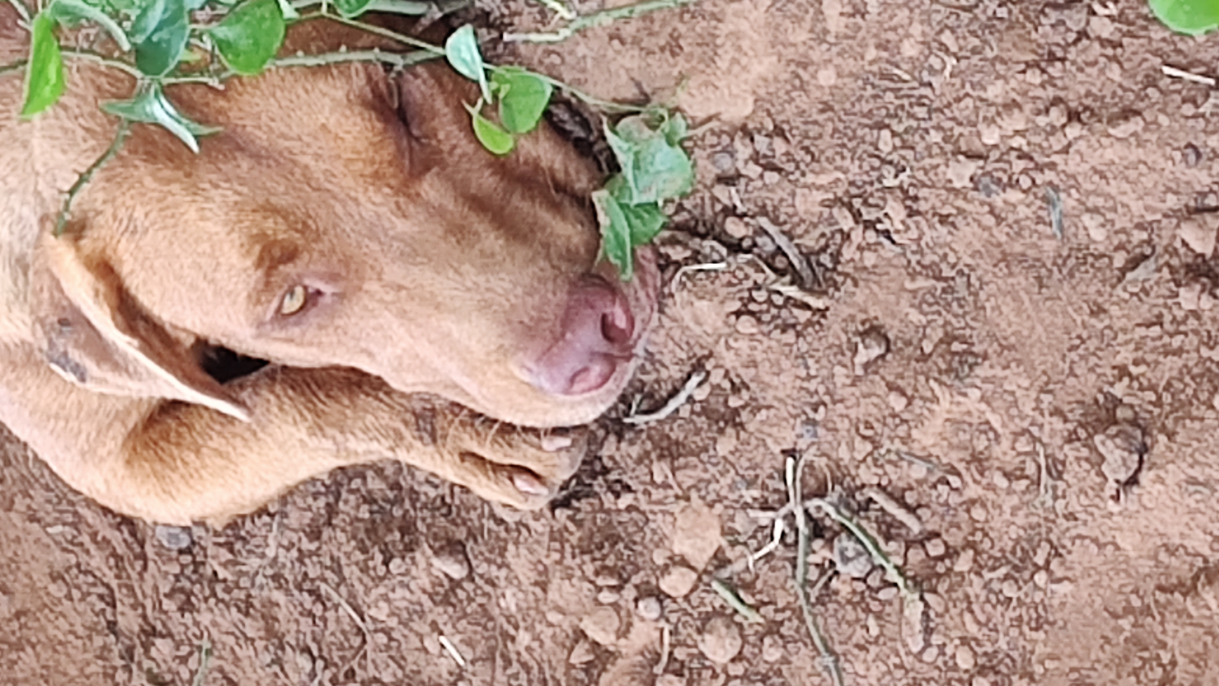 Enlarge Red, a Adoptable Labrador Retriever in Paradise, TX image 1/4
