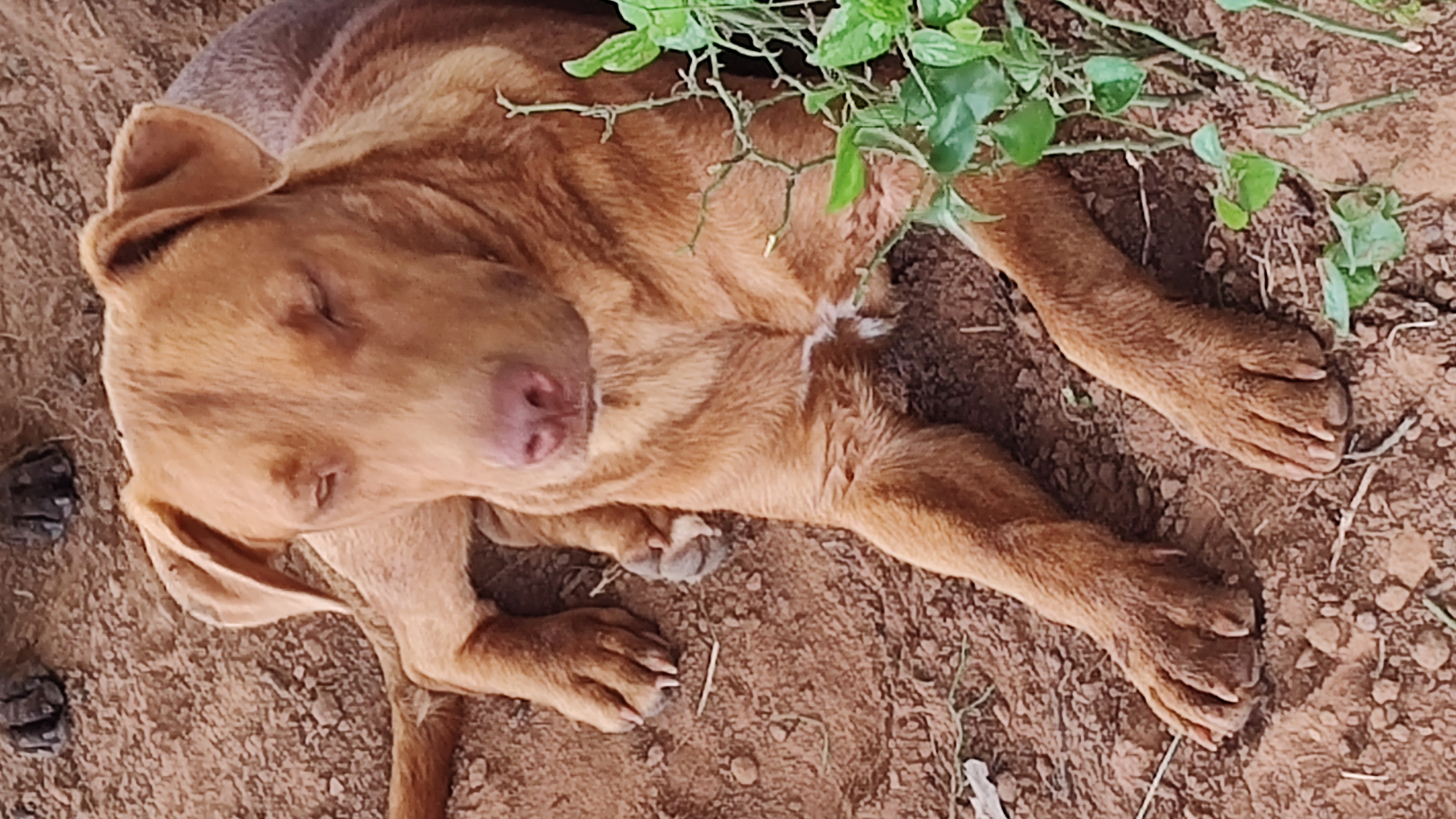 Enlarge Red, a Adoptable Labrador Retriever in Paradise, TX image 2/4