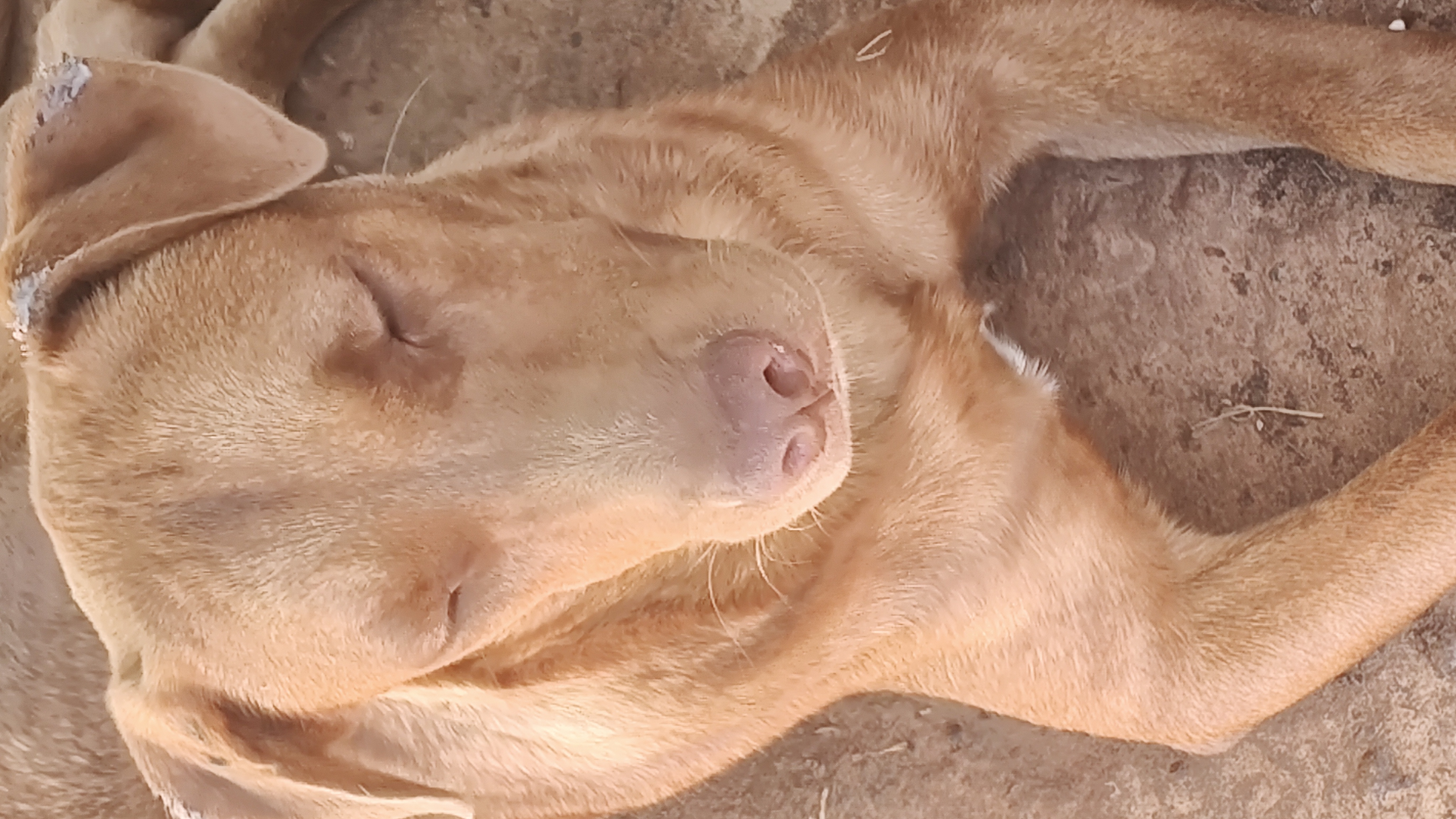 Enlarge Red, a Adoptable Labrador Retriever in Paradise, TX image 3/4