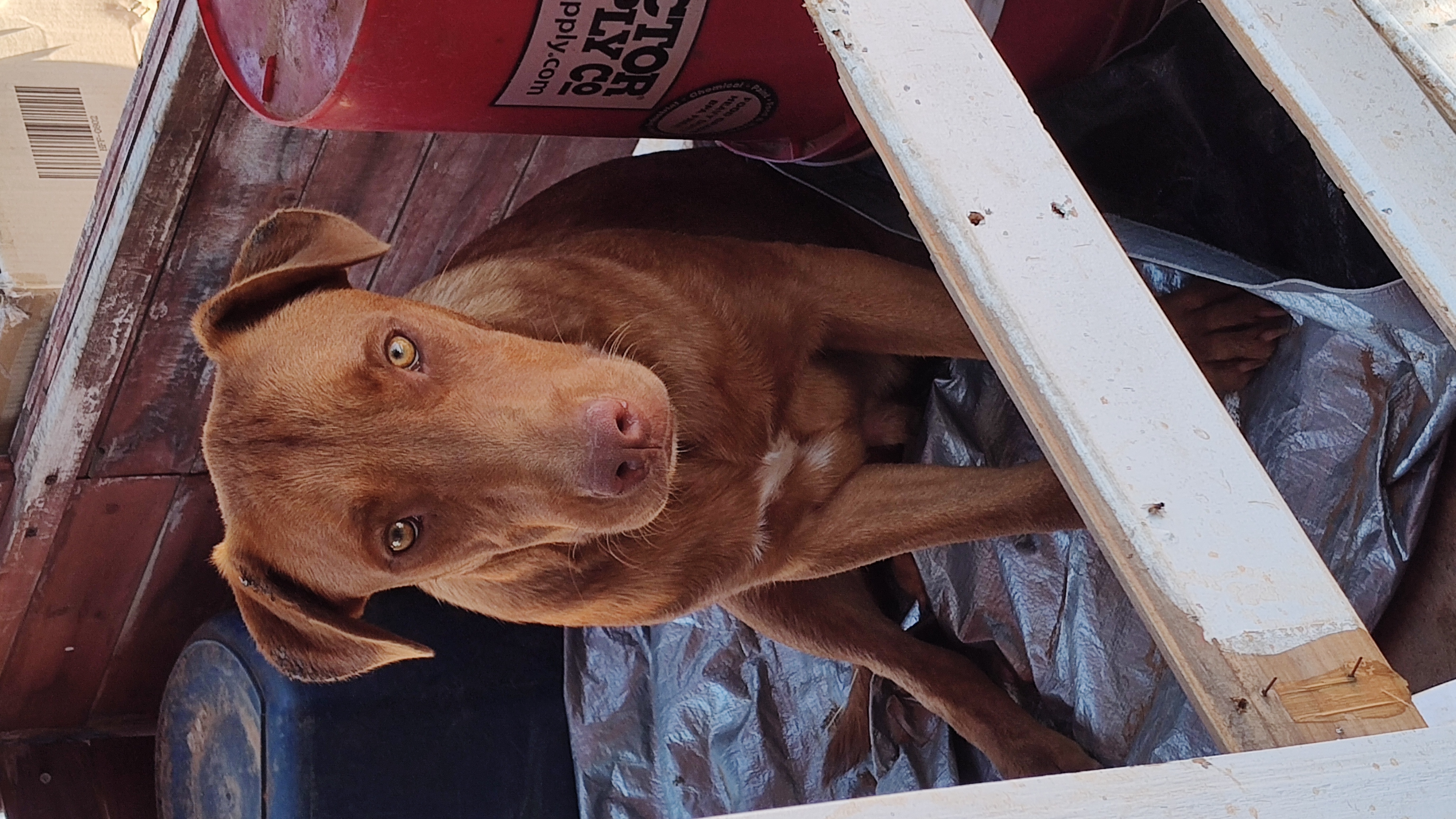 Enlarge Red, a Adoptable Labrador Retriever in Paradise, TX image 4/4