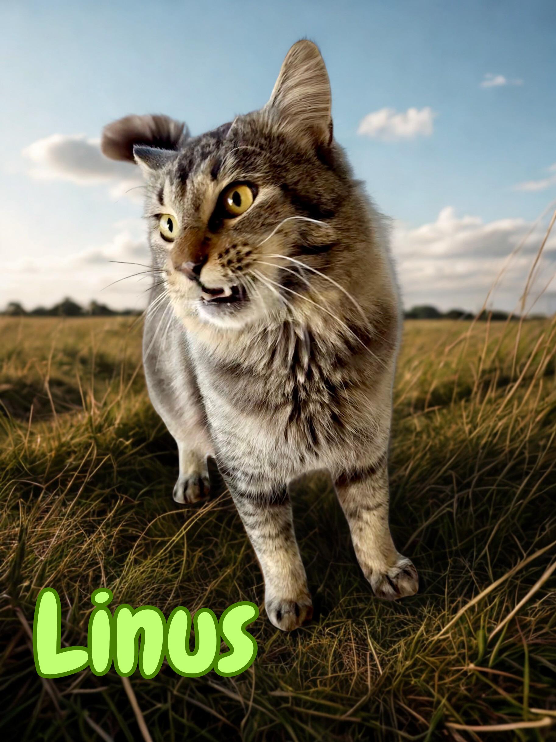 Linus, ADOPTABLE, Adult Male Domestic Medium Hair.