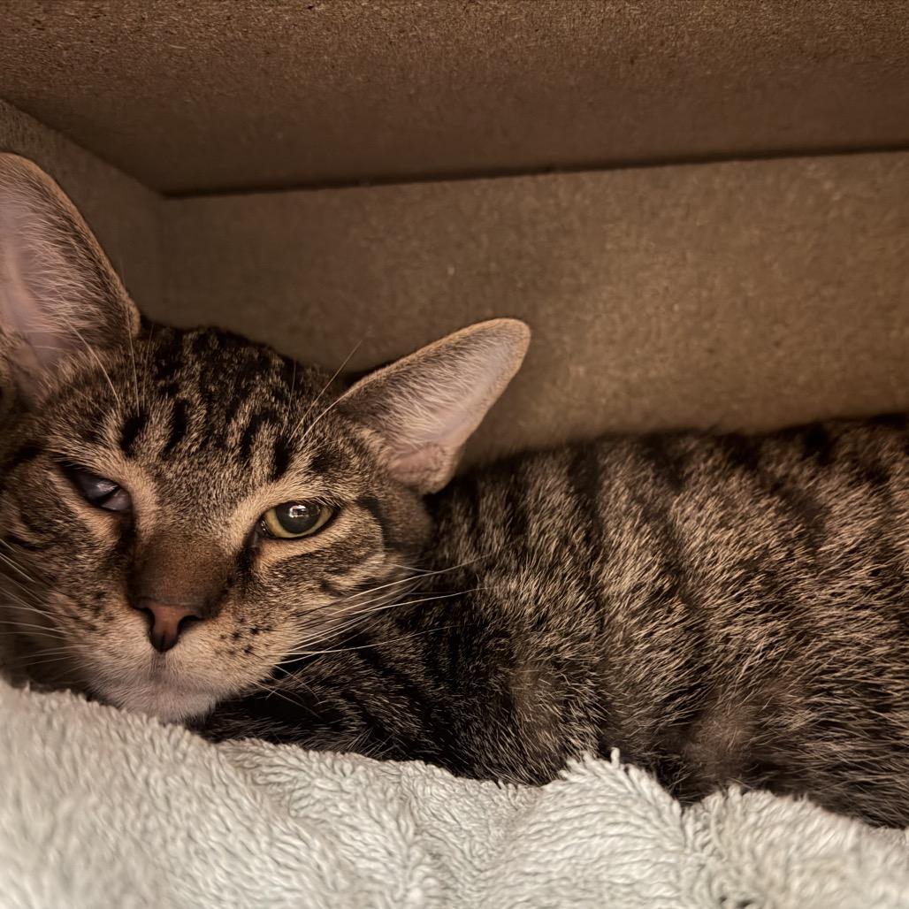 Dino, Adoptable, Young Male Domestic Short Hair.
