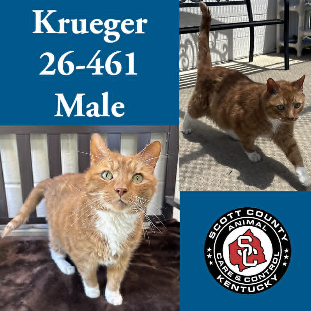 Krueger, Adoptable, Senior Male Domestic Short Hair.