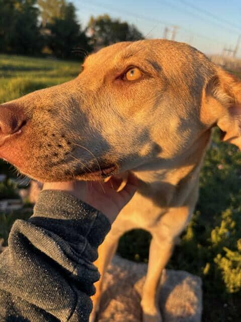 Sunny, Adoptable, Young Female Yellow Labrador Retriever & Husky.
