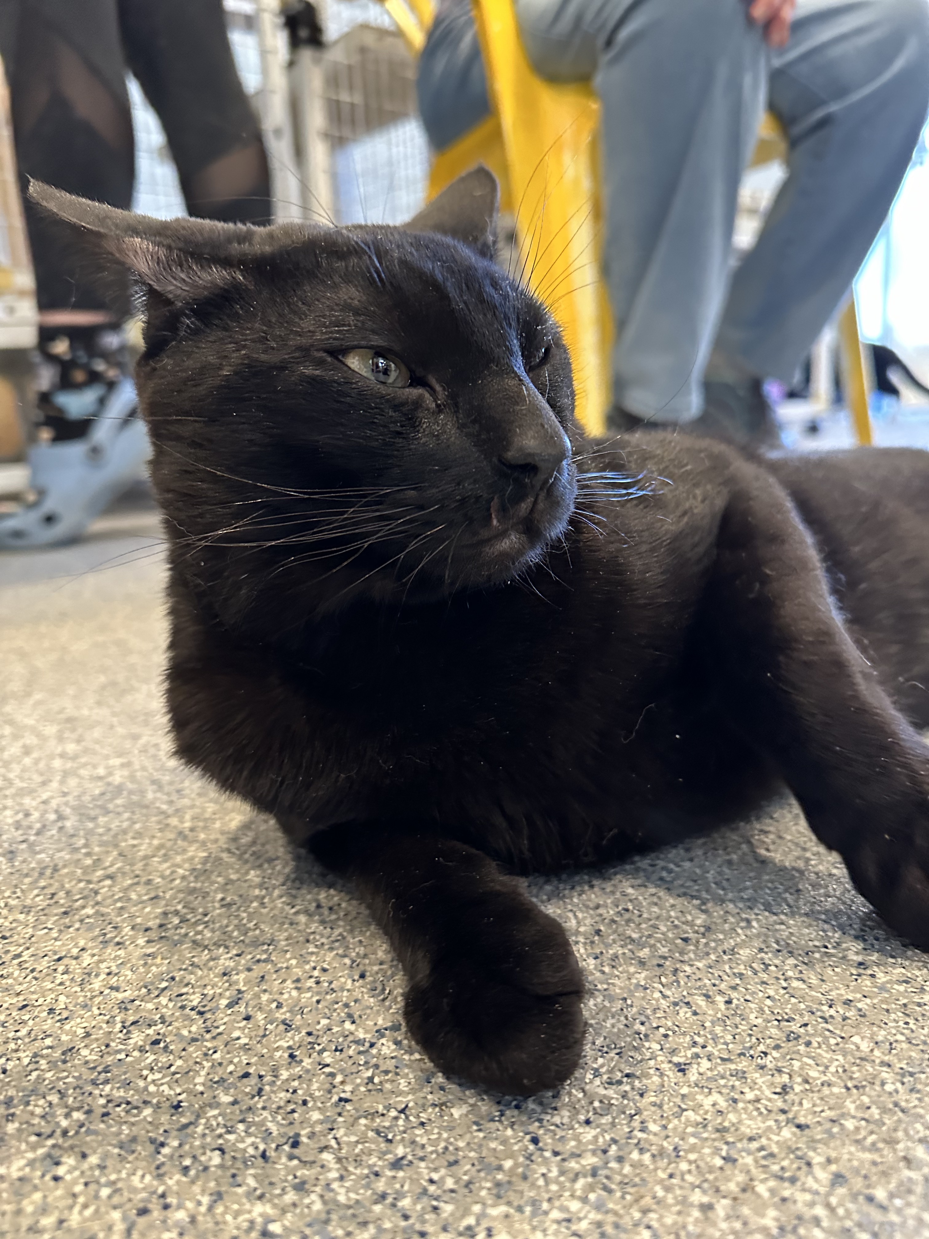 Fuego, Adoptable, Young Male Domestic Short Hair.