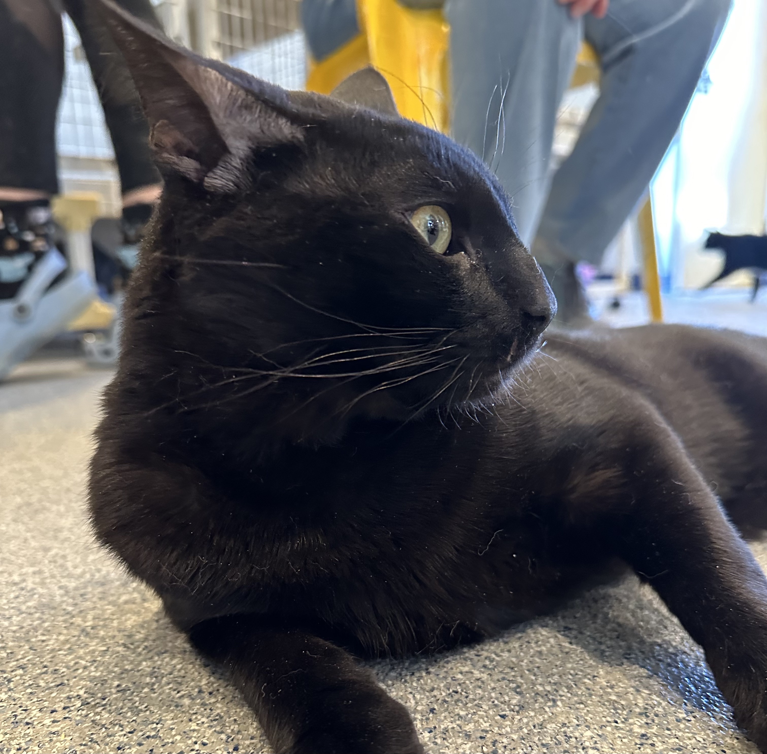 Enlarge Fuego, a Adoptable Domestic Short Hair in Clifton, NJ image 2/6