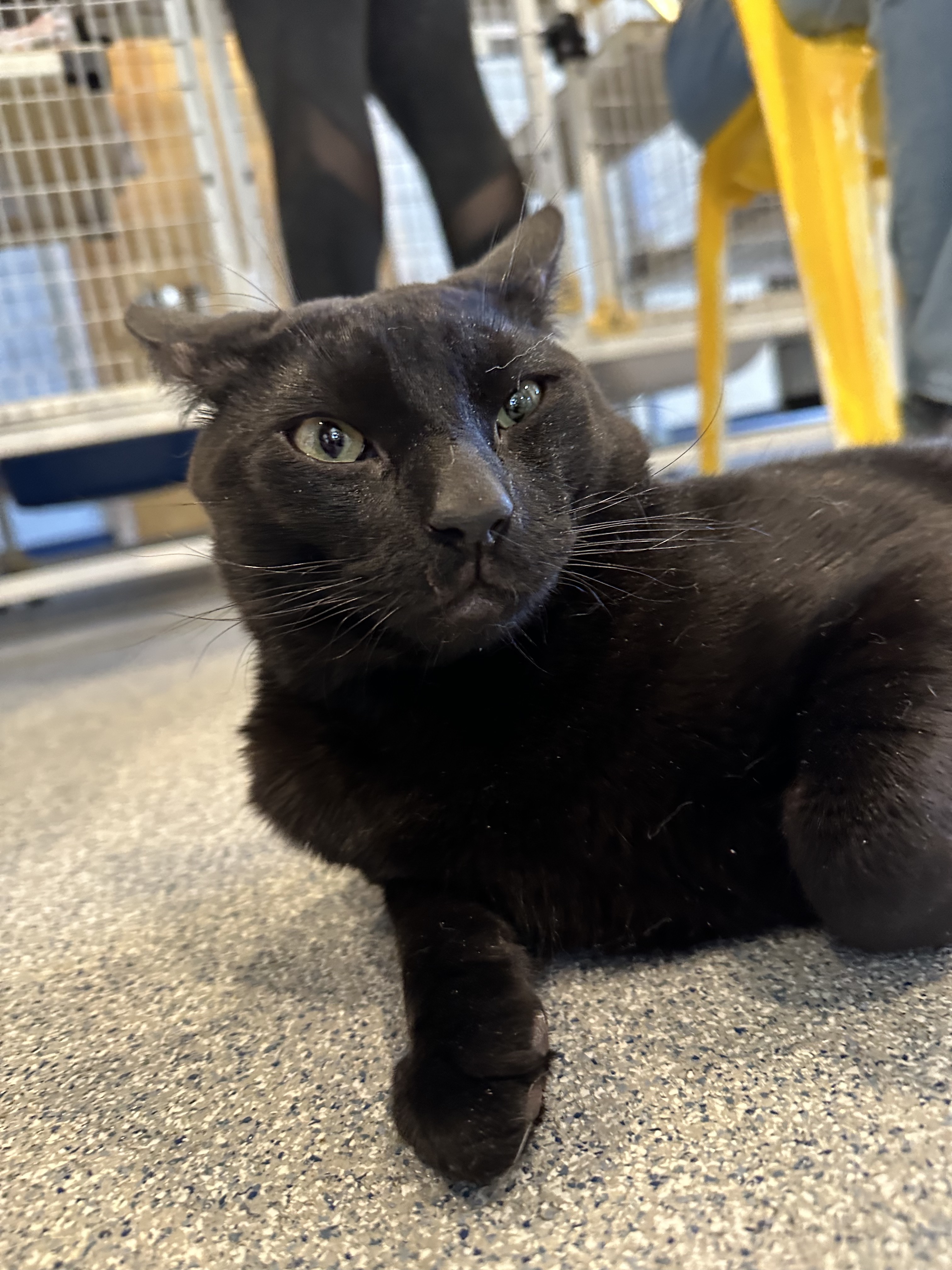 Enlarge Fuego, a Adoptable Domestic Short Hair in Clifton, NJ image 3/6