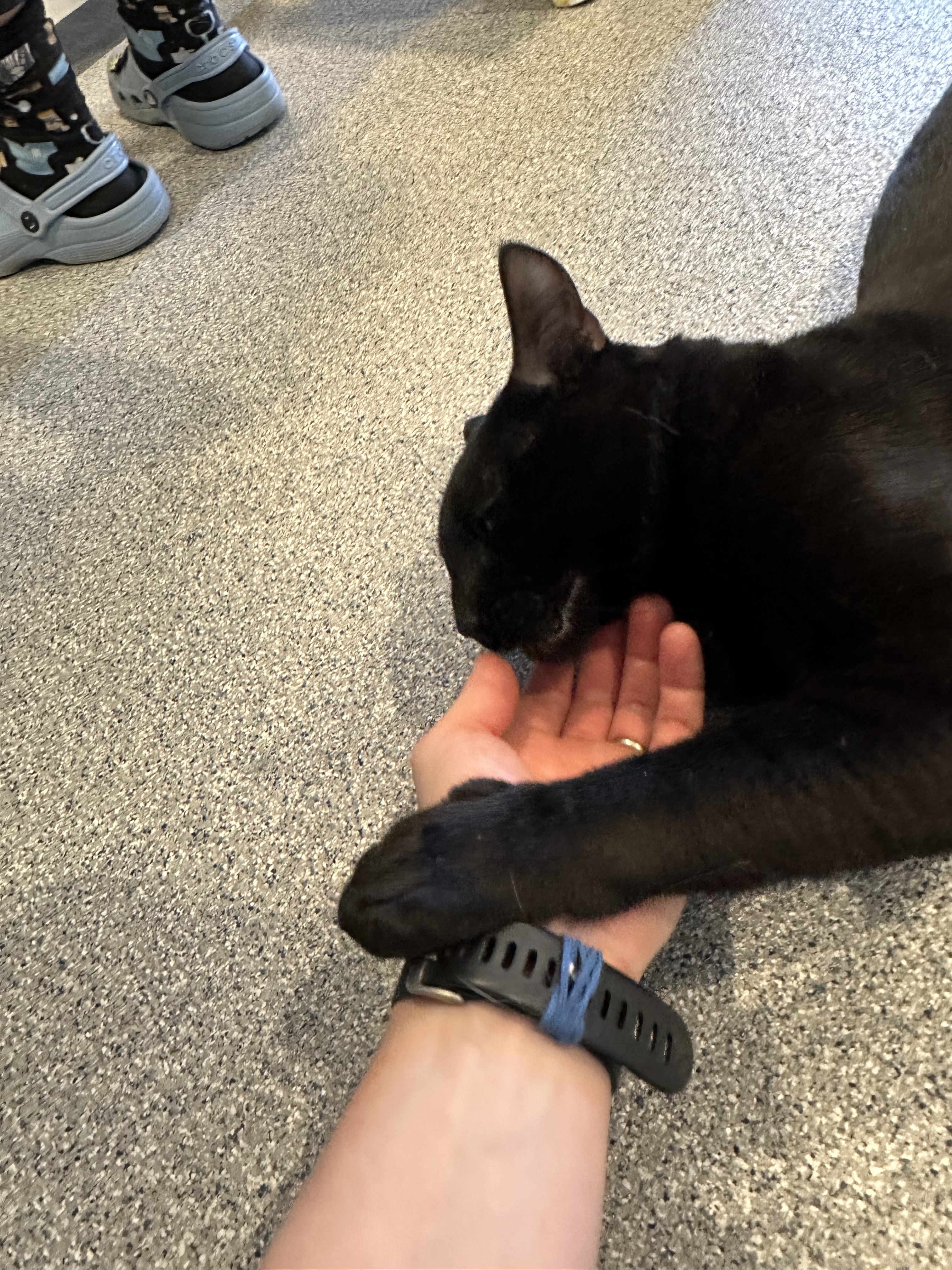 Enlarge Fuego, a Adoptable Domestic Short Hair in Clifton, NJ image 4/6