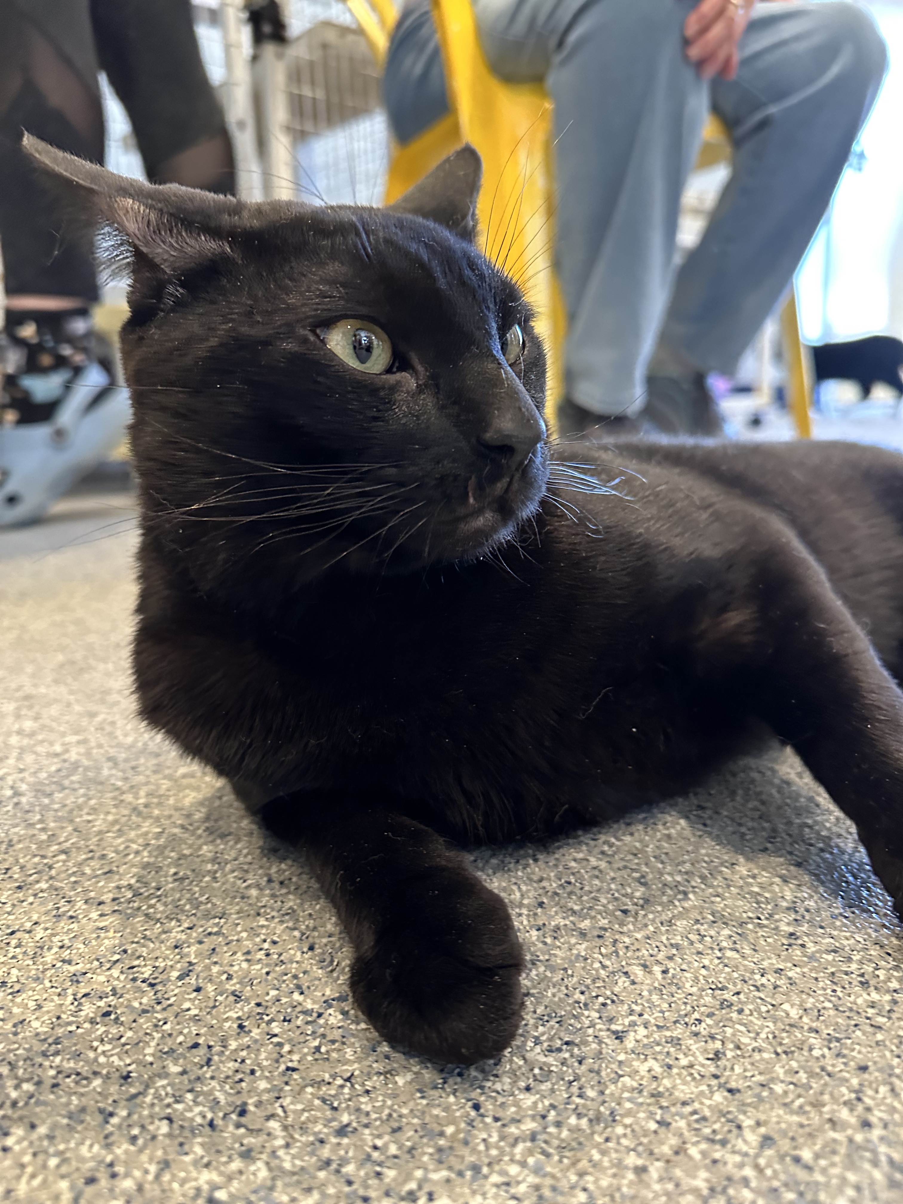 Enlarge Fuego, a Adoptable Domestic Short Hair in Clifton, NJ image 6/6