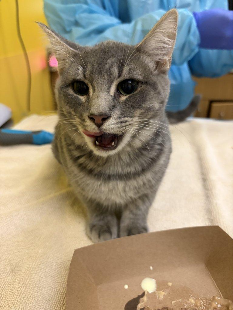 Enlarge Percy, a Adoptable Domestic Short Hair in Raleigh, NC image 2/4