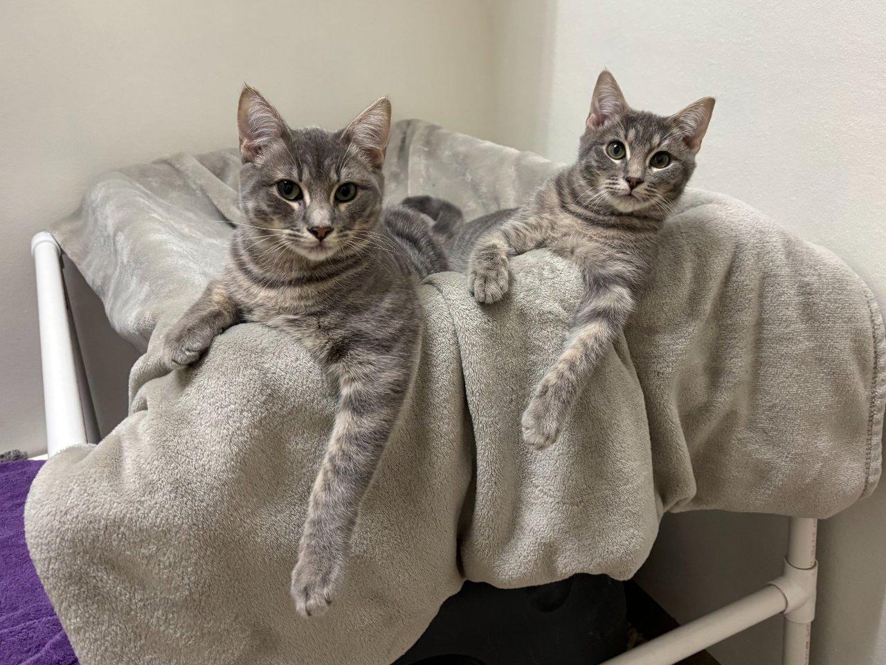 Enlarge Percy, a Adoptable Domestic Short Hair in Raleigh, NC image 3/4