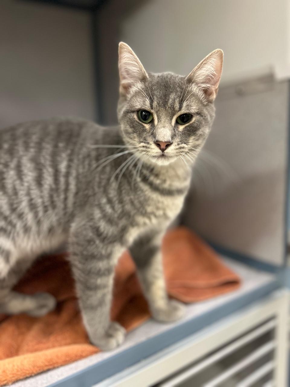 Enlarge Percy, a Adoptable Domestic Short Hair in Raleigh, NC image 4/4