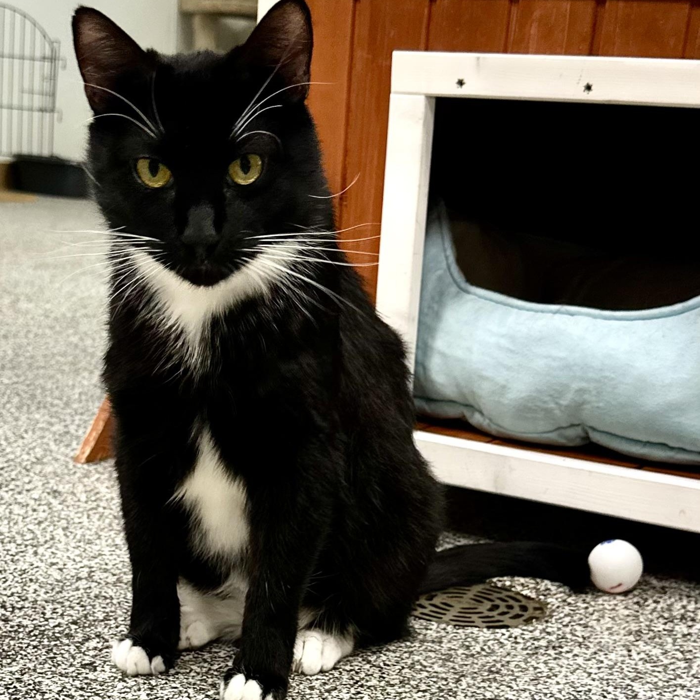 Enlarge Arrow, a ADOPTABLE Domestic Short Hair in Jackson, CA image 1/3