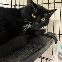 Enlarge Arrow, a ADOPTABLE Domestic Short Hair in Jackson, CA image 1/1