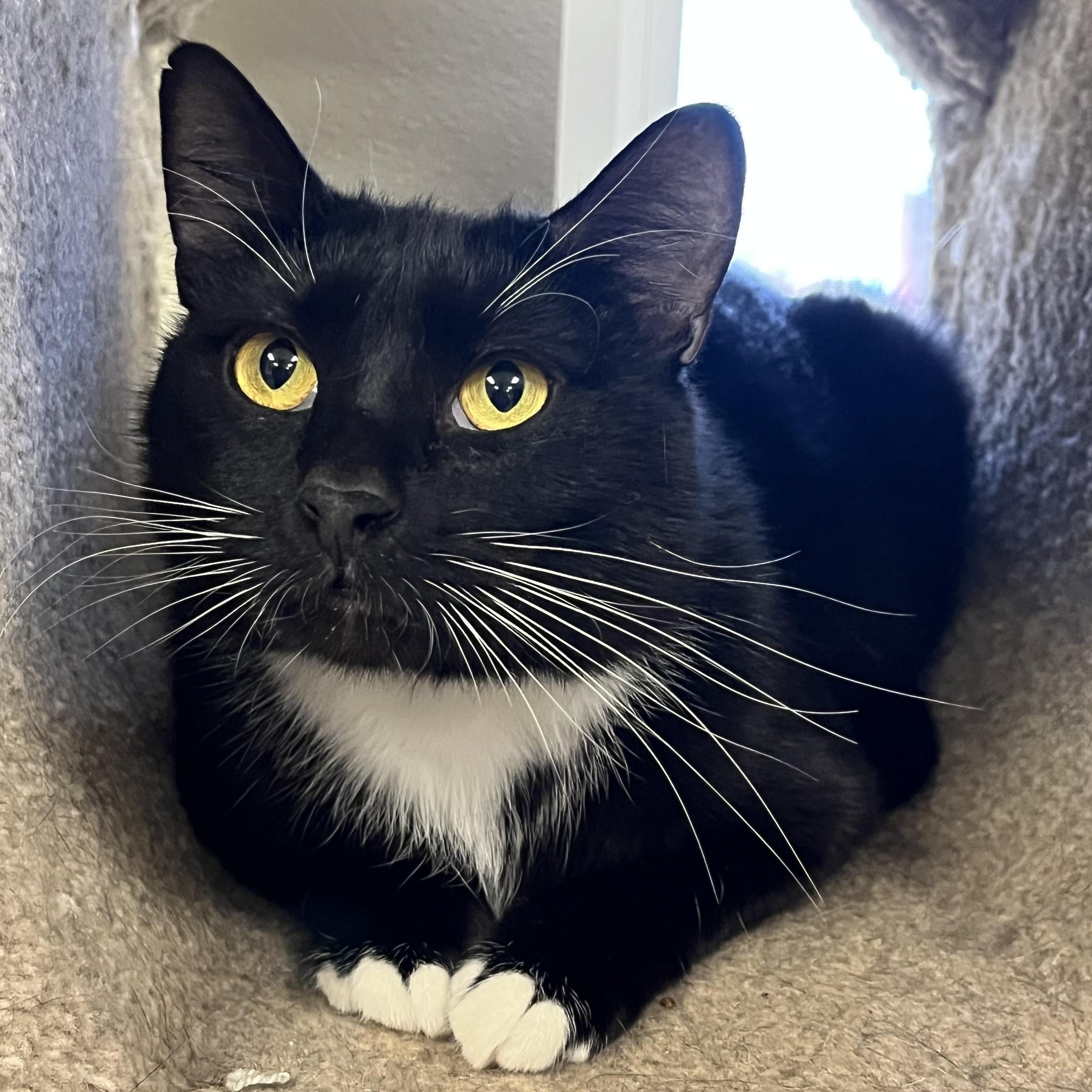 Enlarge Arrow, a ADOPTABLE Domestic Short Hair in Jackson, CA image 2/3