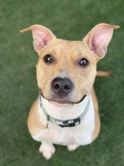 Enlarge Gigi, a Adoptable mixed breed in Sacramento, CA image 2/3