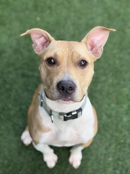 Enlarge Gigi, a Adoptable mixed breed in Sacramento, CA image 3/3