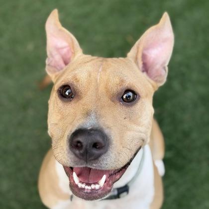 Gigi, Adoptable, Young Female Pit Bull Terrier.