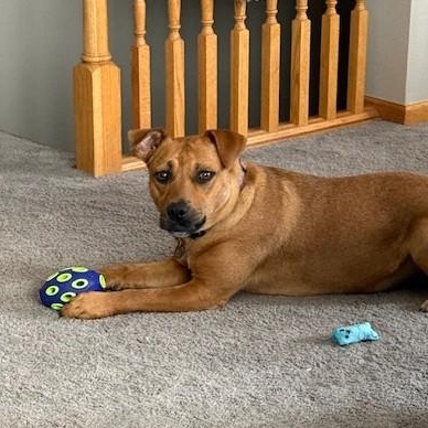 Enlarge Georgia , a ADOPTABLE mixed breed in White Bear Lake, MN image 2/6