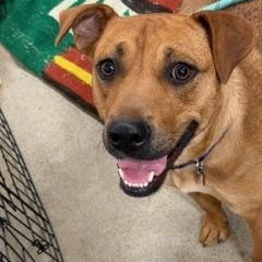 Enlarge Georgia , a ADOPTABLE mixed breed in White Bear Lake, MN image 6/6