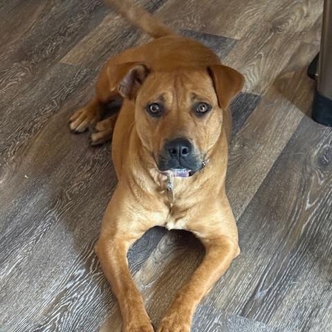 Georgia , ADOPTABLE, Adult Female Yellow Labrador Retriever.