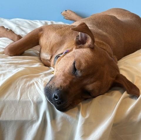 Enlarge Georgia , a ADOPTABLE mixed breed in White Bear Lake, MN image 3/6